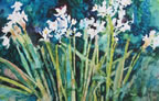 Paper Whites